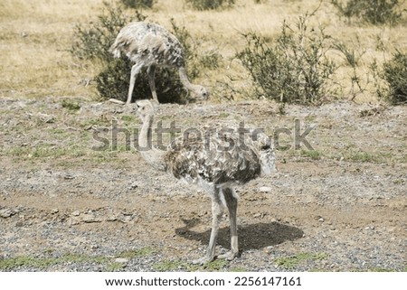 Greater rhea (Rhea americana) or nandu is a ostrich like flightless bird living in Southamerican pampas. Torres del Paine national park, Chile