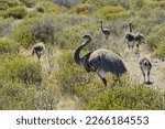 Greater rhea (Rhea americana), old animal with chick walks through bushland, Caleta Valdes, Peninsula Valdes, Chubut, Argentina