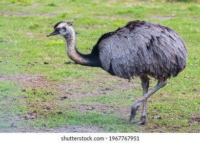 Greater rhea, species of flightless bird native to eastern South America. Other names for the greater rhea include the grey, common, or American rhea, nandu or ema walking on the grass, close up - Powered by Shutterstock