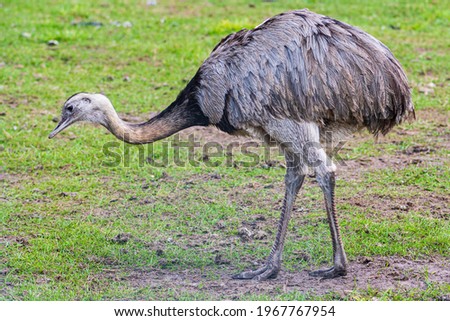 Greater rhea, species of flightless bird native to eastern South America. Other names for the greater rhea include the grey, common, or American rhea, nandu or ema walking on the grass, close up