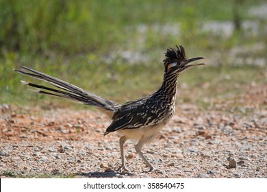 Greater Roadrunner