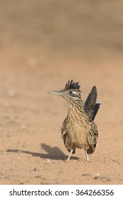 Greater Roadrunner