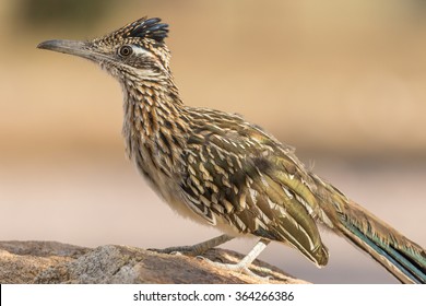 Greater Roadrunner