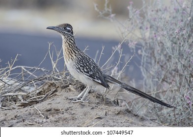 A Greater Roadrunner In Anza Borrego Desert State Park.