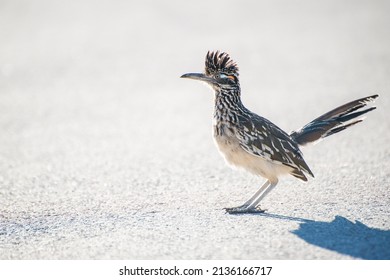 Greater Roadrunner Big Bend National Park Texas