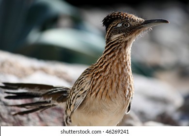 Greater Roadrunner Bird