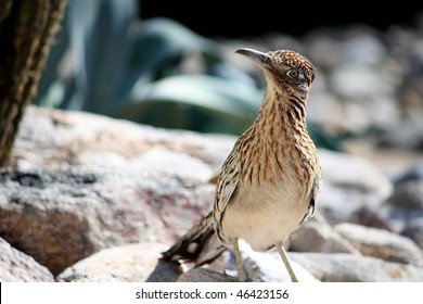 Greater Roadrunner Bird