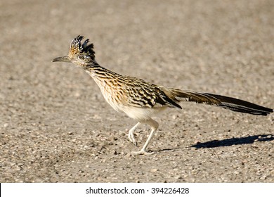 Greater Roadrunner Bird Running, Arizona, USA
