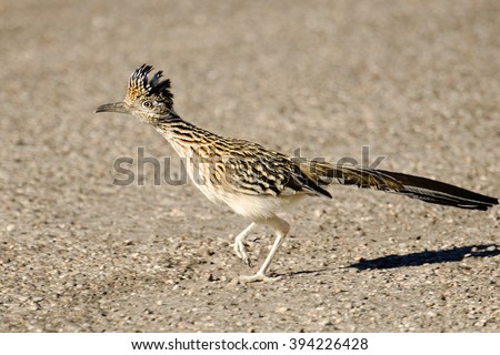 Greater Roadrunner Bird Running, Arizona, USA