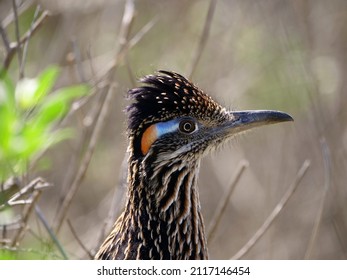 A Greater Roadrunner Close Up