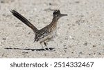 Greater roadrunner (Geococcyx californianus) in California, USA