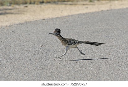 A Greater Roadrunner (Geococcyx californianus) running across a road.  Shot in Tuscon, Arizona, United States of America.