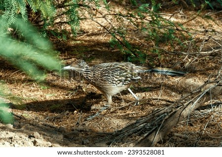 Greater Roadrunner (Geococcyx californianus) in Texas. Santa Elena Canyon in Big Bend National Park. Birds USA 