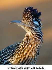 Greater Roadrunner Profile