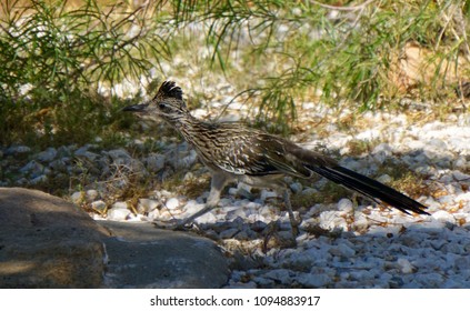 Greater Roadrunner - Running 