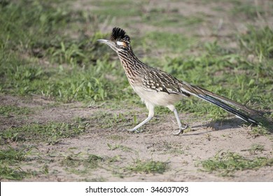 Greater Roadrunner Running On Ground