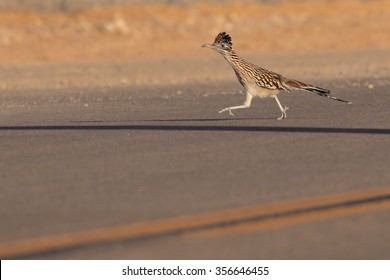 Greater Roadrunner Running On A Road.