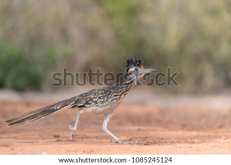 Greater Roadrunner in Southern Texas