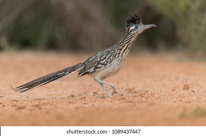 Greater Roadrunner in Southern Texas, USA