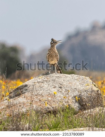 Greater Roadrunner standing on a Rock