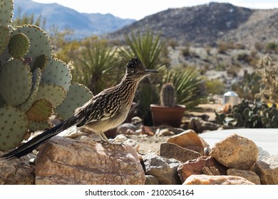 A greater roadrunner stands on a rock near a pickly pear cactus with desert hills in the background