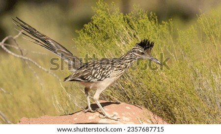 A Greater Roadrunner stands on top of a sandstone rock with snakeweed behind it while it looks for lizards or other prey to catch.