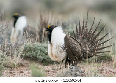 Greater Sage Grouse