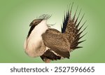 Greater sage grouse bird female standing