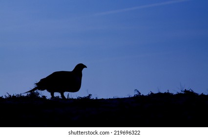 Greater Sage Grouse, Centrocercus Urophasianus Endangered / Threatened Species Silhouette Image With Blue Sky And Plenty Of Room For Text Or Copy Upland Game Bird Hunting In The Western United States