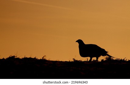 Greater Sage Grouse, Centrocercus Urophasianus Endangered / Threatened Species Skyline Silhouette Sunrise / Sunset Image With Room For Text / Copy Upland Game Bird Hunting In The Western United States