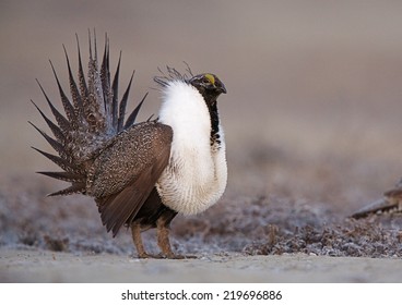 Greater Sage Grouse, Centrocercus Urophasianus  Performing Spring Mating Display On The Lek (breeding Grounds) Endangered / Threatened Species  Upland Game Bird Hunting In The Western United States