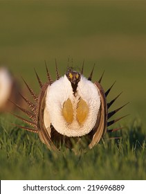 Greater Sage Grouse, Centrocercus Urophasianus  Performing Spring Mating Display On The Lek (breeding Grounds) Endangered / Threatened Species  Upland Game Bird Hunting In The Western United States