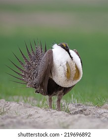 Greater Sage Grouse, Centrocercus Urophasianus  Performing Spring Mating Display On The Lek (breeding Grounds) Endangered / Threatened Species  Upland Game Bird Hunting In The Western United States