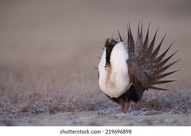 Greater Sage Grouse, Centrocercus Urophasianus  Performing Spring Mating Display On The Lek (breeding Grounds) Endangered / Threatened Species  Upland Game Bird Hunting In The Western United States