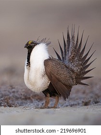 Greater Sage Grouse, Centrocercus Urophasianus  Performing Spring Mating Display On The Lek (breeding Grounds) Endangered / Threatened Species  Upland Game Bird Hunting In The Western United States