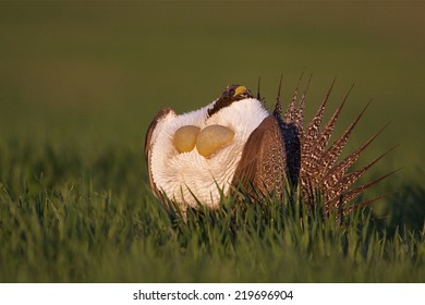 Greater Sage Grouse, Centrocercus Urophasianus  Performing Spring Mating Display On The Lek (breeding Grounds) Endangered / Threatened Species  Upland Game Bird Hunting In The Western United States