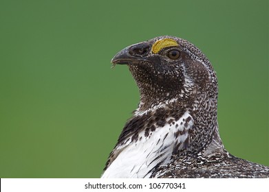 Greater Sage Grouse Close-up Profile Portrait