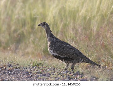 Greater Sage Grouse (female)