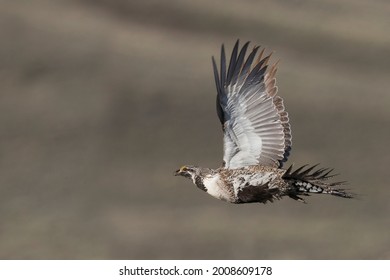 Greater Sage Grouse Flying USA