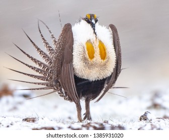 Greater Sage Grouse Male, One Of The Endangered/threatened Bird Species In The US,performing Mating Display On Lek (breeding Ground).