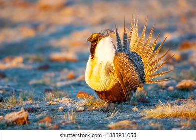 Greater Sage Grouse Male, One Of The Endangered/threatened Bird Species In The US,performing Mating Display On Lek (breeding Ground).