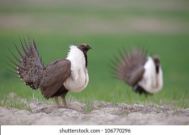 Greater Sage Grouse On A Lek (breeding Ground)