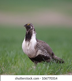 Greater Sage Grouse Standing Alert In Field Of Spring Wheat