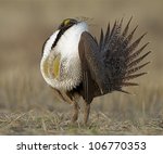 Greater Sage Grouse standing upright during mating display / posturing