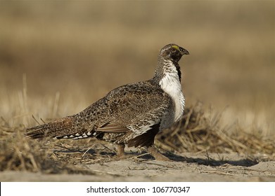 Greater Sage Grouse Walking In Dry Wheat Stubble