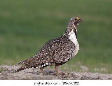 Greater Sage Grouse Walking Thru Field Of New Spring Wheat