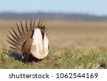 Greater Sage-grouse on breeding grounds, male grouse performing mating display dance; threatened / endangered species 