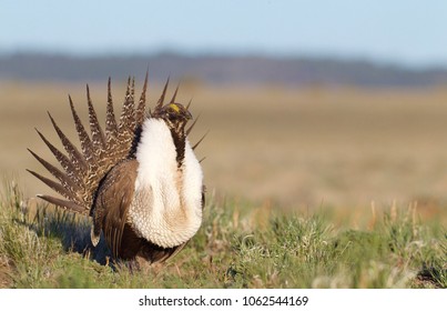 645 Sage Grouse Images, Stock Photos & Vectors 