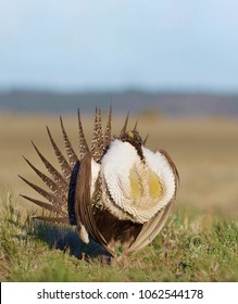 Greater Sage-grouse on breeding grounds, male grouse performing mating display dance; threatened / endangered species 