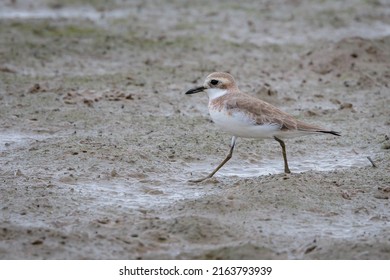 Greater Sand Plover In Mai PO HK